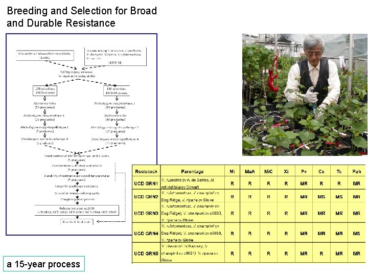 Breeding and Selection for Broad and Durable Resistance a 15 -year process 