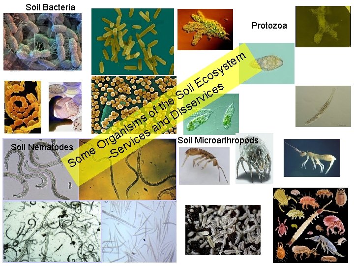 Soil Bacteria Protozoa m e t s Soil Nematodes y s co E il