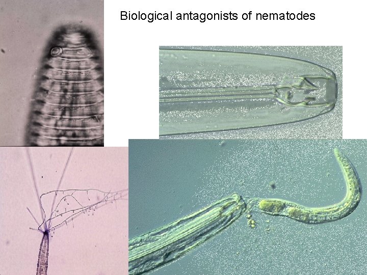 Biological antagonists of nematodes 