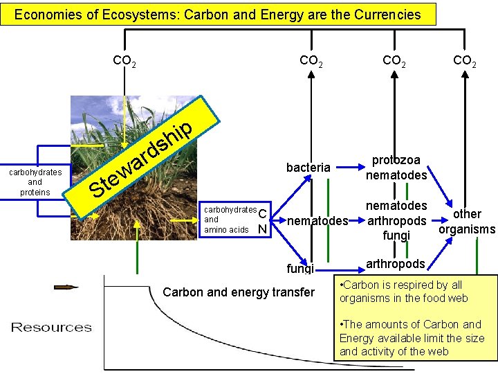 Economies of Ecosystems: Carbon and Energy are the Currencies CO 2 bacteria protozoa nematodes