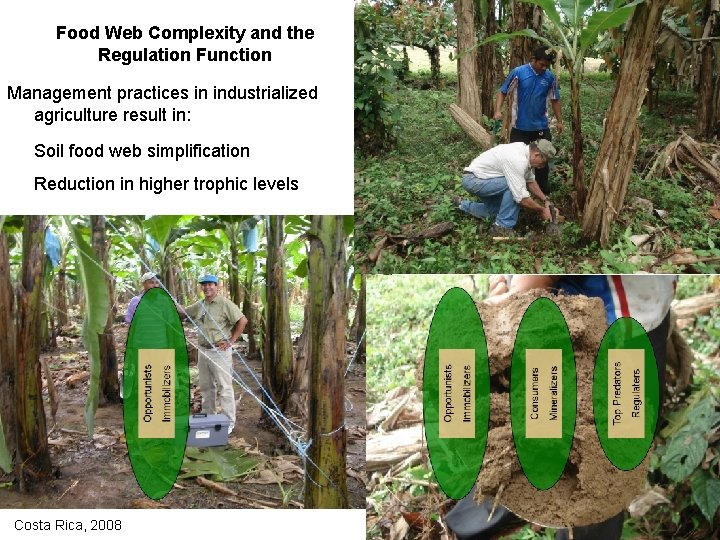 Food Web Complexity and the Regulation Function Management practices in industrialized agriculture result in: