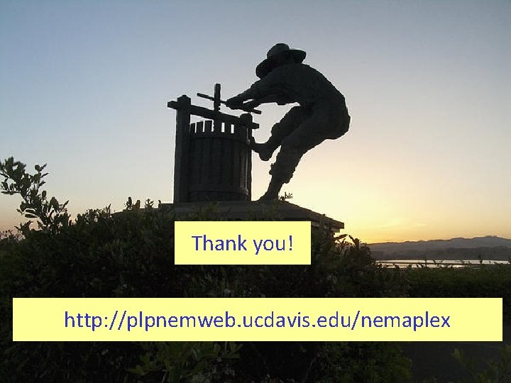 Thank you! http: //plpnemweb. ucdavis. edu/nemaplex 