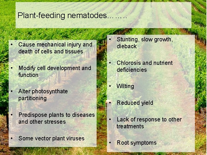 Plant-feeding nematodes……. . • Cause mechanical injury and death of cells and tissues •