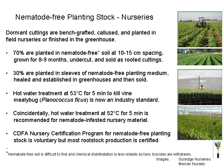 Nematode-free Planting Stock - Nurseries Dormant cuttings are bench-grafted, callused, and planted in field