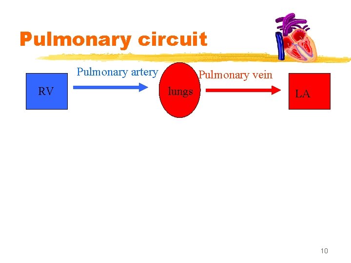 Pulmonary circuit Pulmonary artery RV Pulmonary vein lungs LA 10 