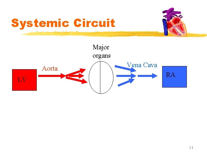 Systemic Circuit Major organs Aorta LV Vena Cava RA 11 