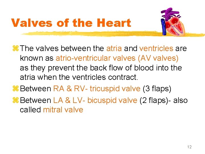 Valves of the Heart z The valves between the atria and ventricles are known