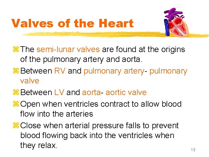 Valves of the Heart z The semi-lunar valves are found at the origins of