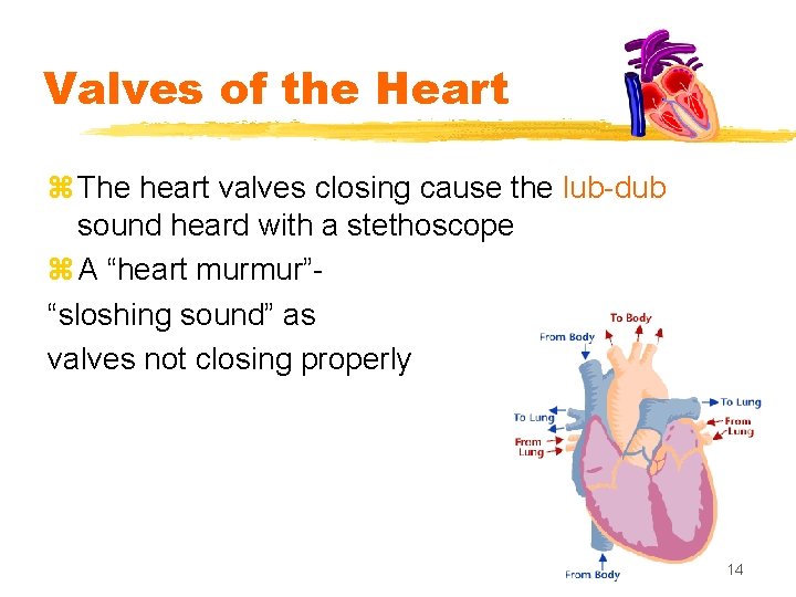 Valves of the Heart z The heart valves closing cause the lub-dub sound heard