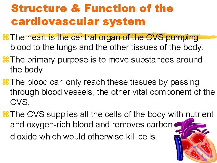 Structure & Function of the cardiovascular system z The heart is the central organ