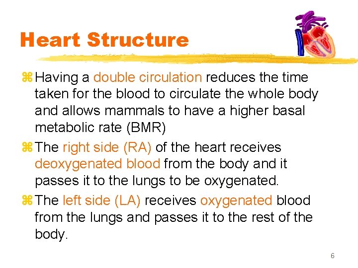 Heart Structure z Having a double circulation reduces the time taken for the blood