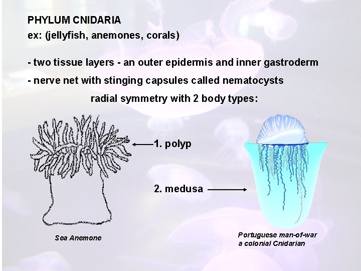 PHYLUM CNIDARIA ex: (jellyfish, anemones, corals) - two tissue layers - an outer epidermis