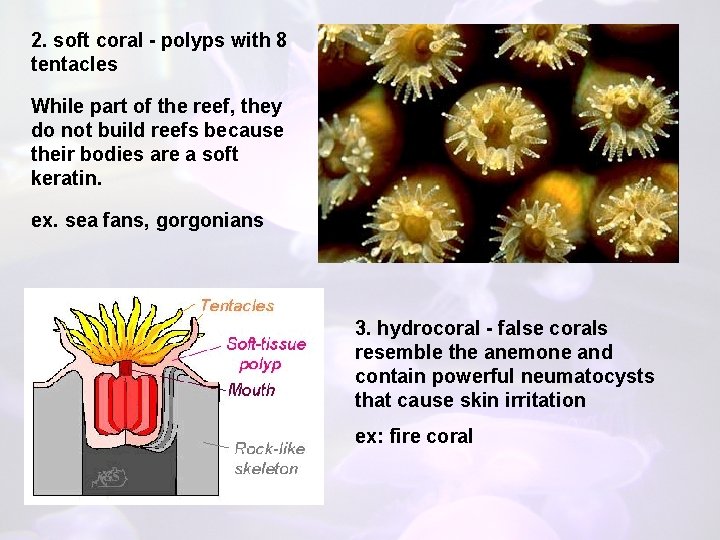 2. soft coral - polyps with 8 tentacles While part of the reef, they