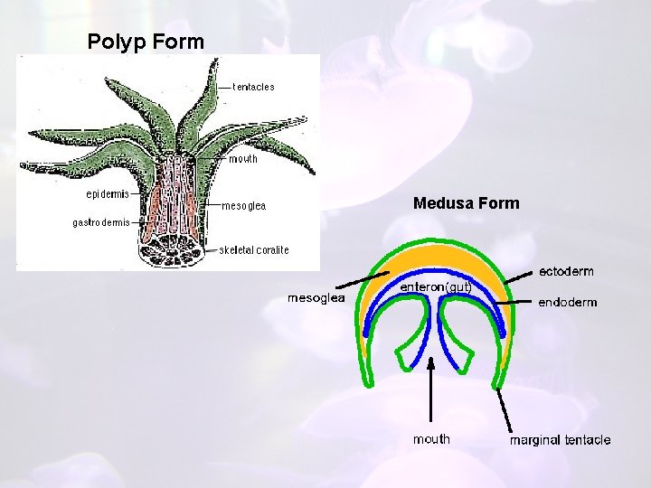 Polyp Form Medusa Form 