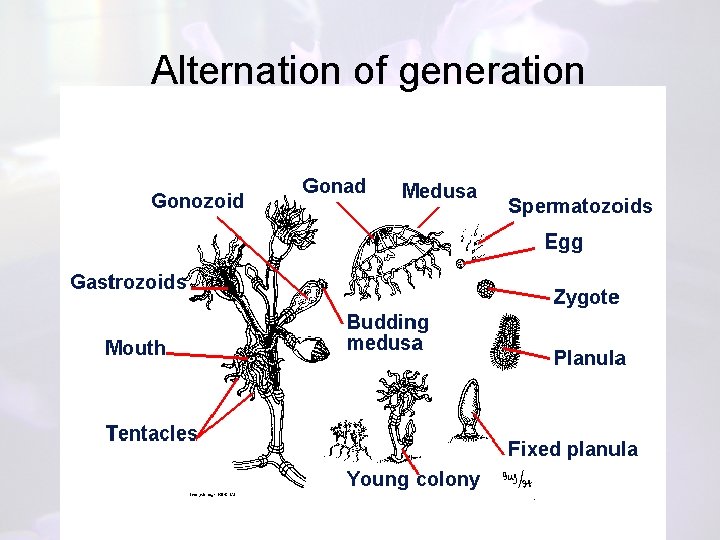 Alternation of generation 