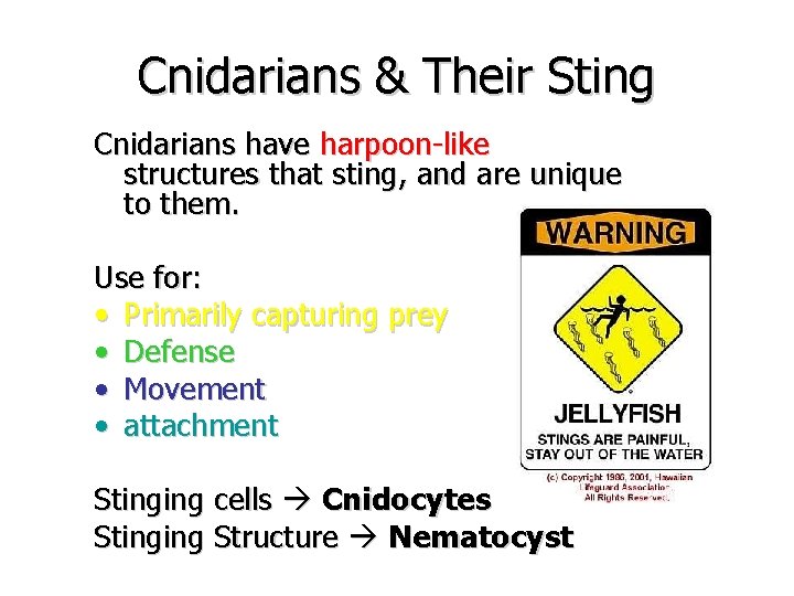 Cnidarians & Their Sting Cnidarians have harpoon-like structures that sting, and are unique to