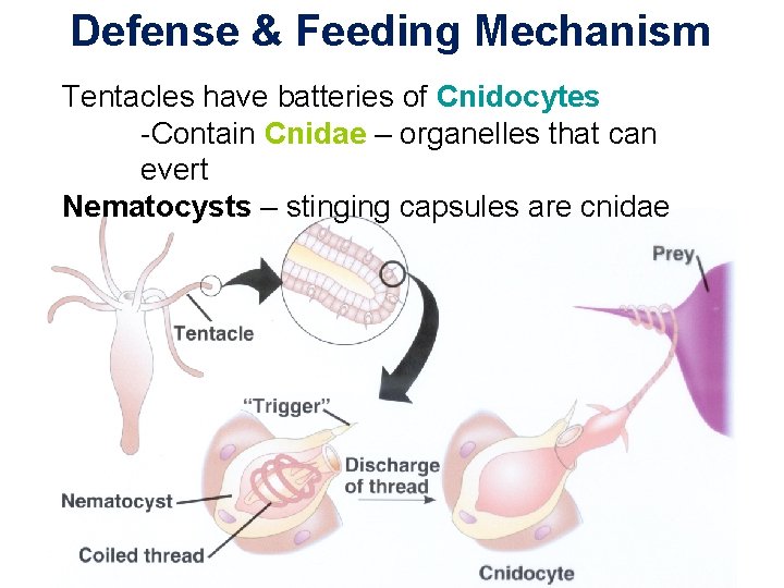 Defense & Feeding Mechanism Tentacles have batteries of Cnidocytes -Contain Cnidae – organelles that