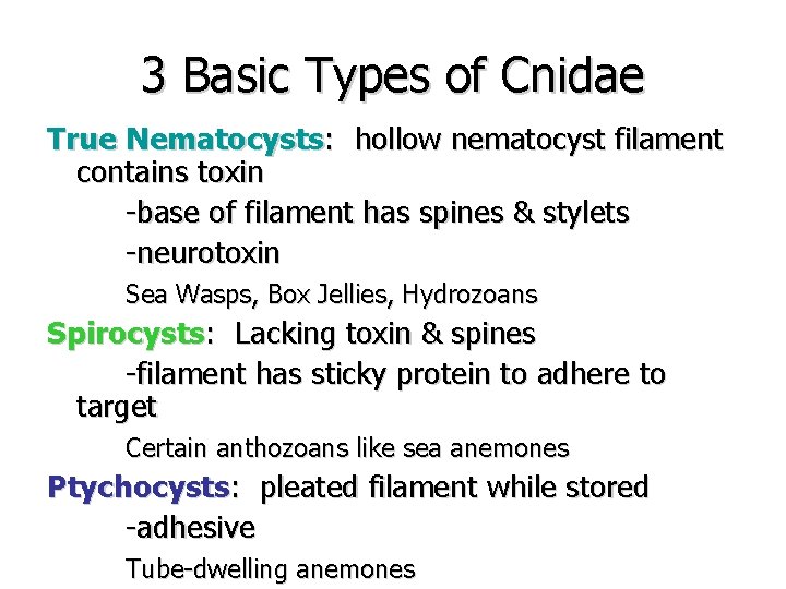 3 Basic Types of Cnidae True Nematocysts: hollow nematocyst filament contains toxin -base of