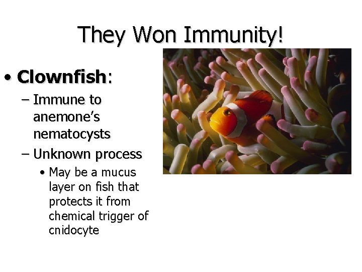 They Won Immunity! • Clownfish: – Immune to anemone’s nematocysts – Unknown process •