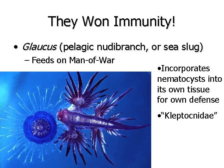 They Won Immunity! • Glaucus (pelagic nudibranch, or sea slug) – Feeds on Man-of-War