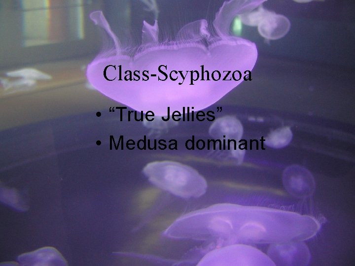 Class-Scyphozoa • “True Jellies” • Medusa dominant 