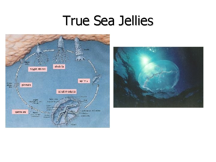 True Sea Jellies 