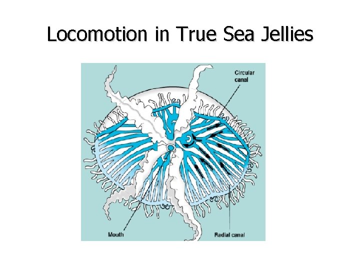 Locomotion in True Sea Jellies 