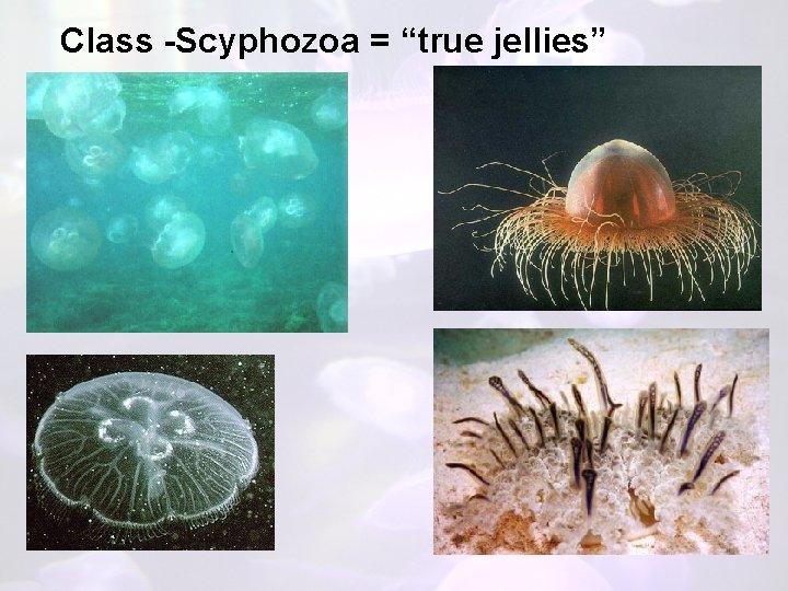 Class -Scyphozoa = “true jellies” 