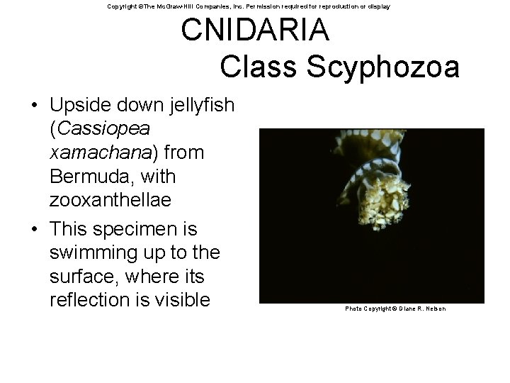 Copyright ©The Mc. Graw-Hill Companies, Inc. Permission required for reproduction or display CNIDARIA Class