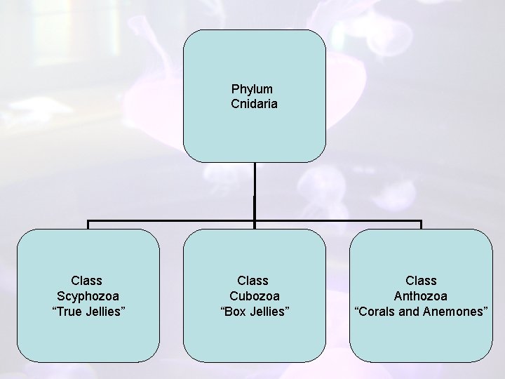 Phylum Cnidaria Class Scyphozoa “True Jellies” Class Cubozoa “Box Jellies” Class Anthozoa “Corals and