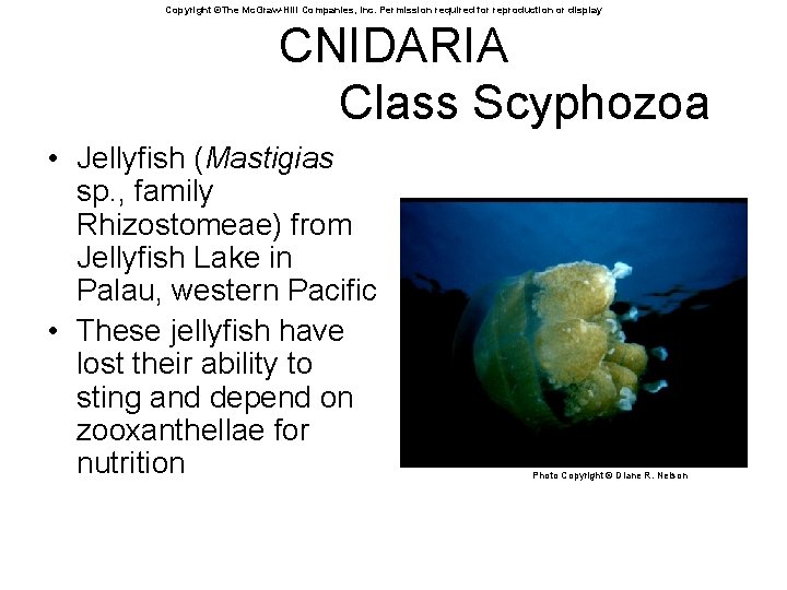 Copyright ©The Mc. Graw-Hill Companies, Inc. Permission required for reproduction or display CNIDARIA Class