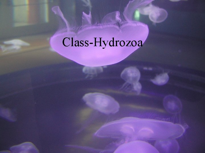 Class-Hydrozoa 