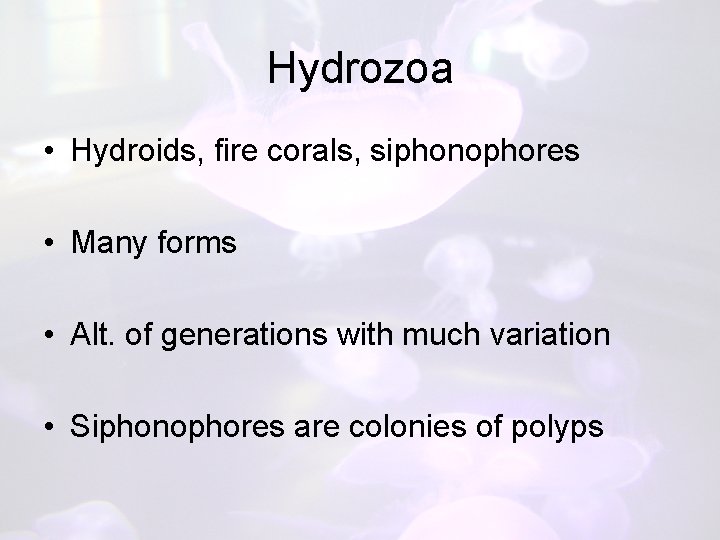 Hydrozoa • Hydroids, fire corals, siphonophores • Many forms • Alt. of generations with