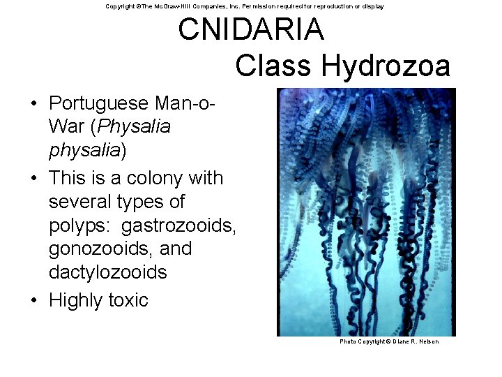 Copyright ©The Mc. Graw-Hill Companies, Inc. Permission required for reproduction or display CNIDARIA Class