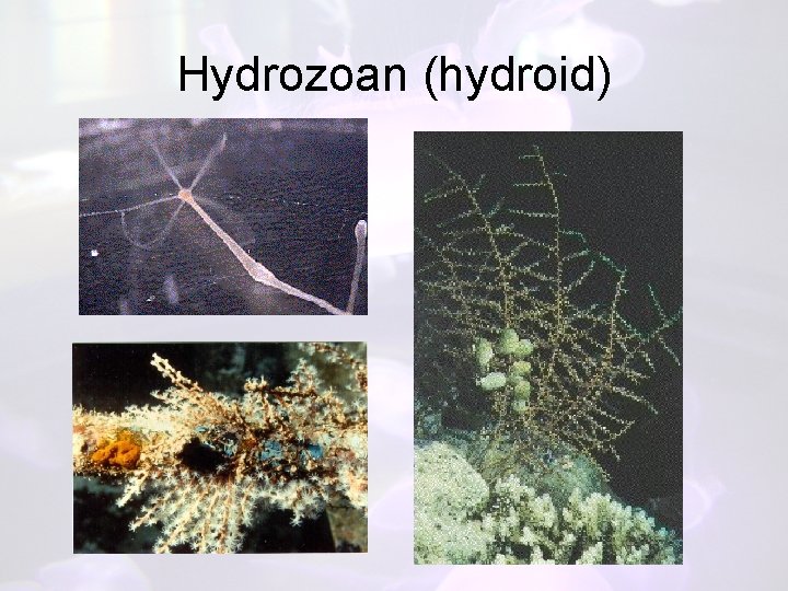 Hydrozoan (hydroid) 