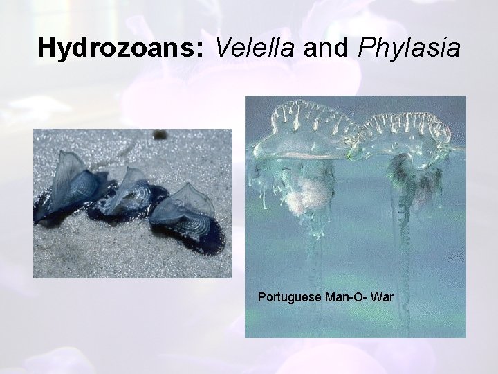 Hydrozoans: Velella and Phylasia Portuguese Man-O- War 