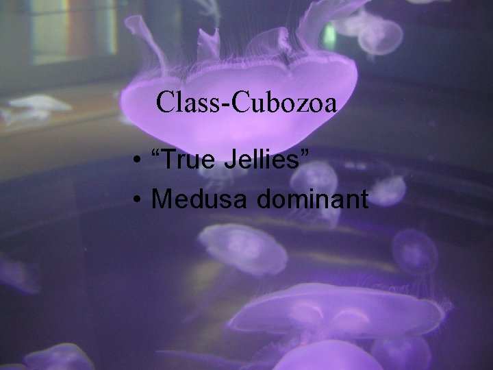 Class-Cubozoa • “True Jellies” • Medusa dominant 