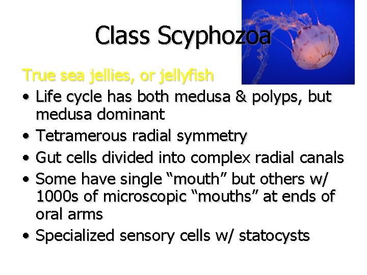 Class Scyphozoa True sea jellies, or jellyfish • Life cycle has both medusa &