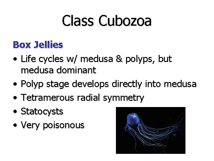 Class Cubozoa Box Jellies • Life cycles w/ medusa & polyps, but medusa dominant