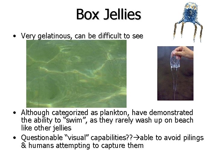 Box Jellies • Very gelatinous, can be difficult to see • Although categorized as