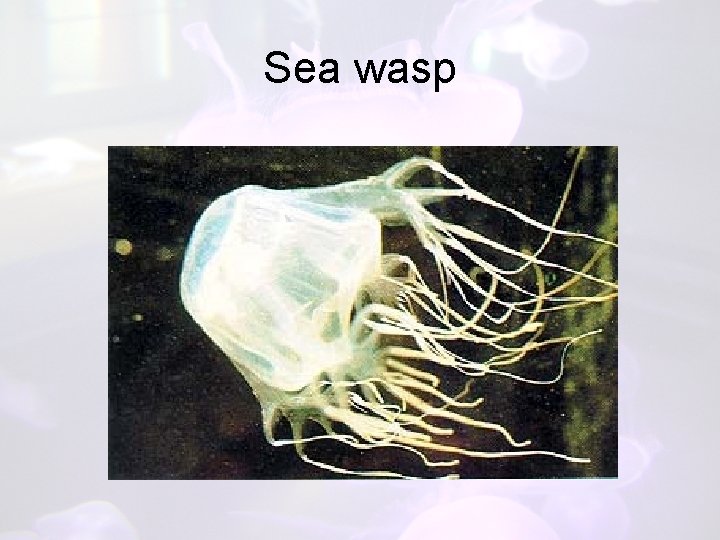 Sea wasp 