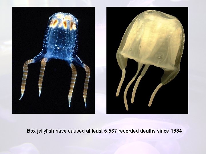 Box jellyfish have caused at least 5, 567 recorded deaths since 1884 