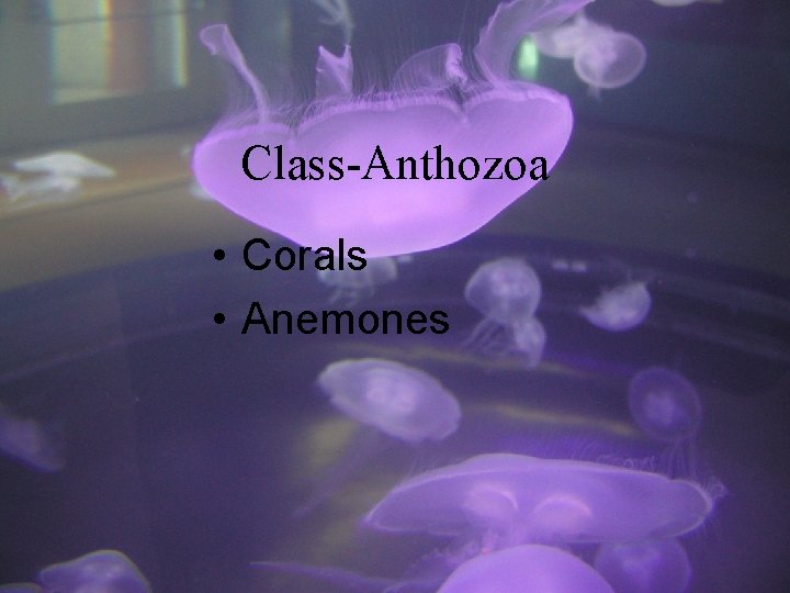 Class-Anthozoa • Corals • Anemones 