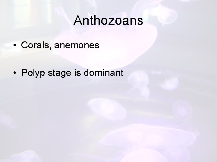 Anthozoans • Corals, anemones • Polyp stage is dominant 