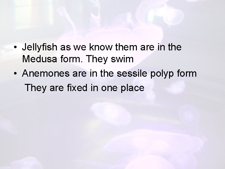  • Jellyfish as we know them are in the Medusa form. They swim