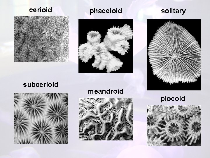 cerioid subcerioid phaceloid meandroid solitary plocoid 