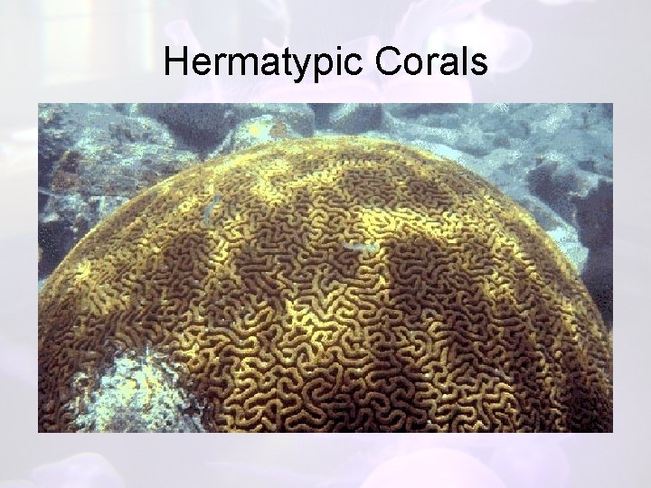 Hermatypic Corals 