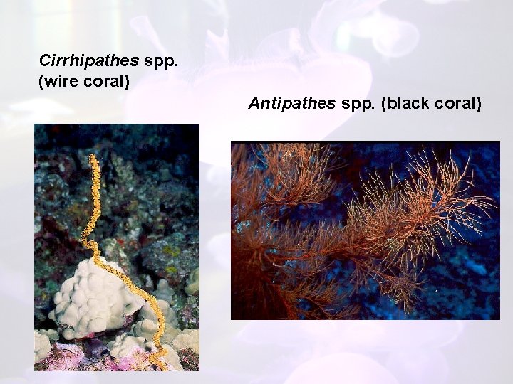 Cirrhipathes spp. (wire coral) Antipathes spp. (black coral) 