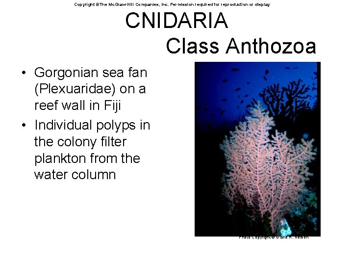 Copyright ©The Mc. Graw-Hill Companies, Inc. Permission required for reproduction or display CNIDARIA Class