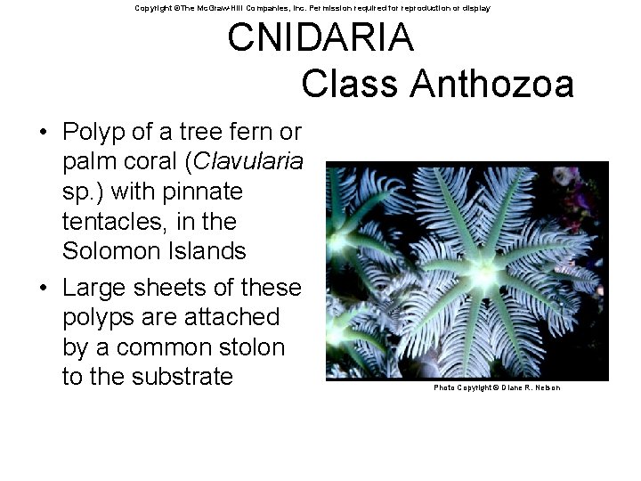 Copyright ©The Mc. Graw-Hill Companies, Inc. Permission required for reproduction or display CNIDARIA Class